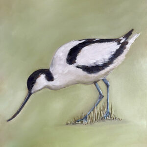 Avocet - Norfolk Coastal Birds