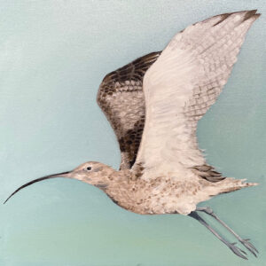 Curlew - Norfolk Coastal Birds - Square Print