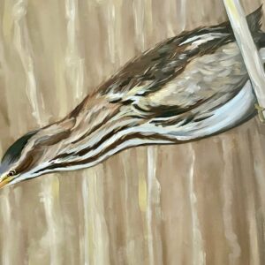 Bittern ? Bird Art Print
