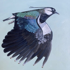 Lapwing - Norfolk Birds - Square Print