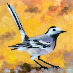 Pied Wagtail - Wagtail In Ember Light